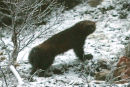 Wolverine
