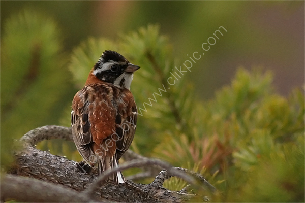 Rustic Bunting (singing male)