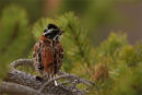 Rustic Bunting (singing male)