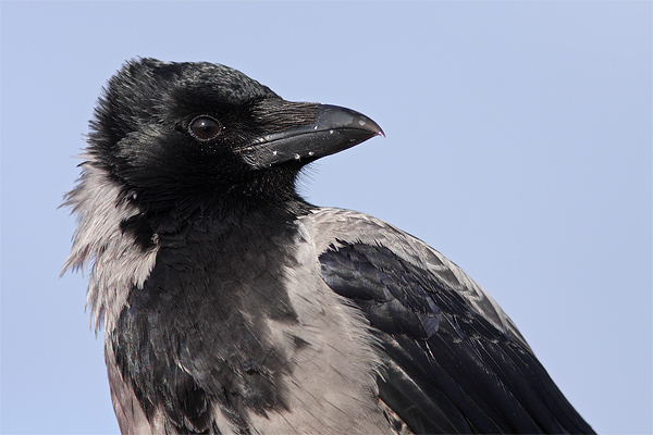 Hooded Crow