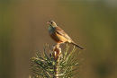 Ortolan Bunting (singing male)
