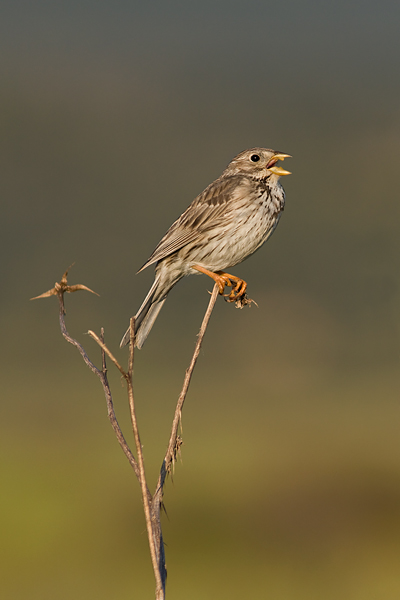 Corn Bunting