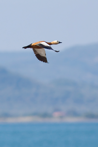 Ruddy Shelduck