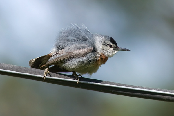 Krupper's Nuthatch