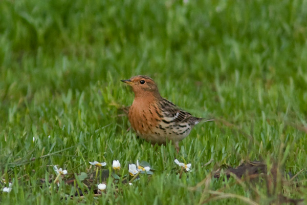 Red-throated Pipit