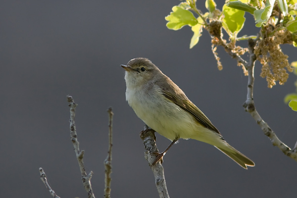 Eastern Bonelli's Warbler