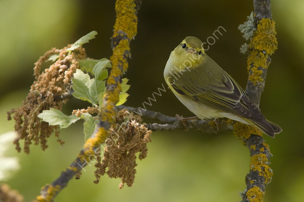 Wood Warbler