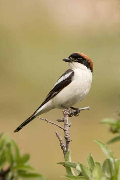 Woodchat Shrike