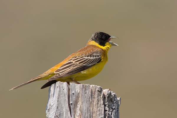 Black-headed Bunting