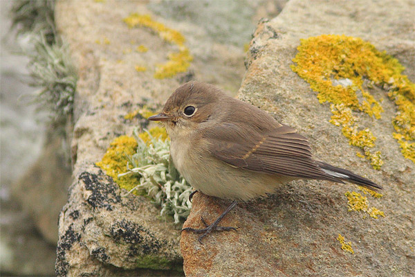 Red-breasted Flycatcher