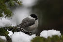 Willow Tit