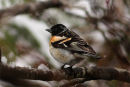 Brambling (male)