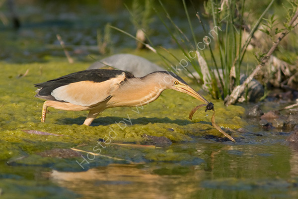 Little Bittern