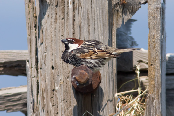 Spanish Sparrow