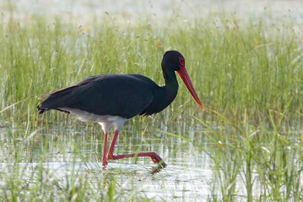 Black Stork