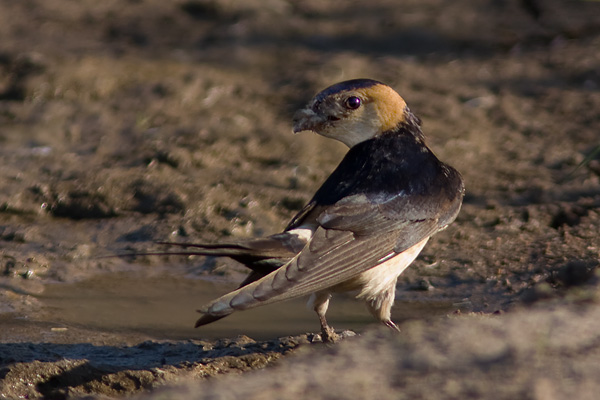 Red-rumped Swallow