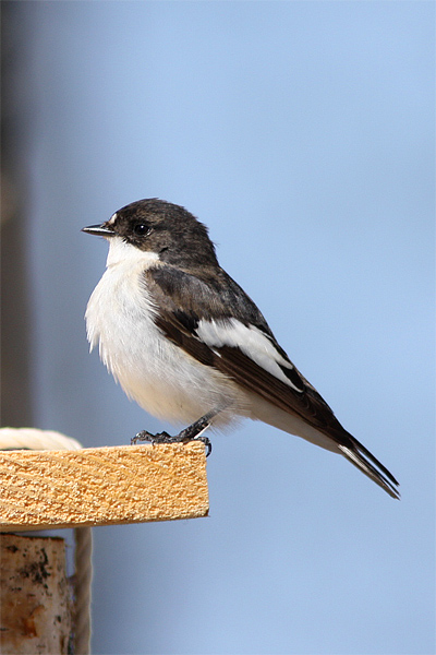 Pied Flyctacher