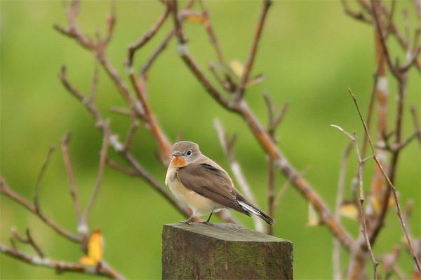 Red-breasted Flycatcher