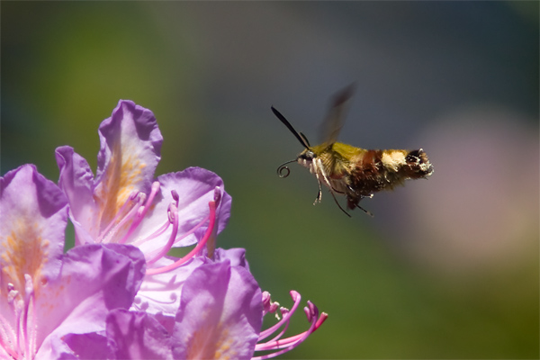 Broad-bordered Bee Hawkmoth