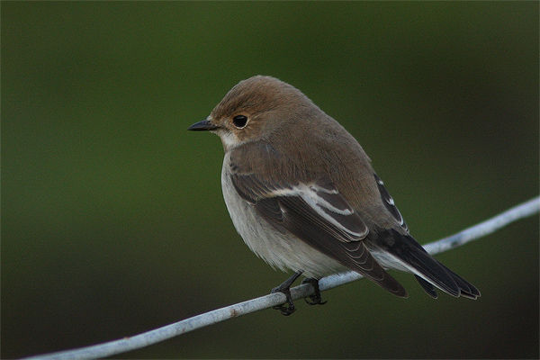 Pied Flycatcher