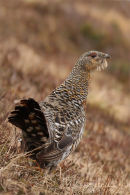 Capercaillie
