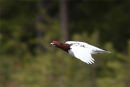 Willow Grouse