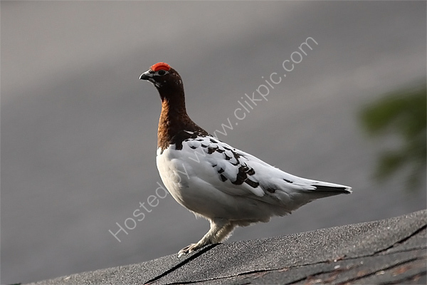 Willow Grouse