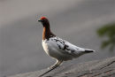 Willow Grouse
