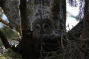 Owls Zat?! Great Grey Owl (female) on nest