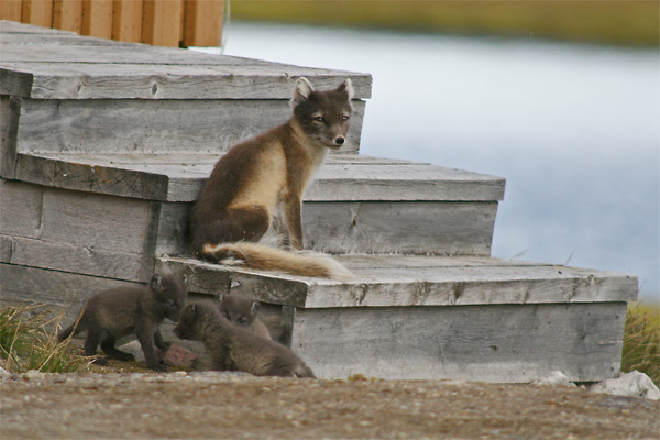 Arctic fox and cubs, Ny Alesund