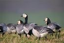 Barnacle Geese