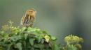 Bobolink