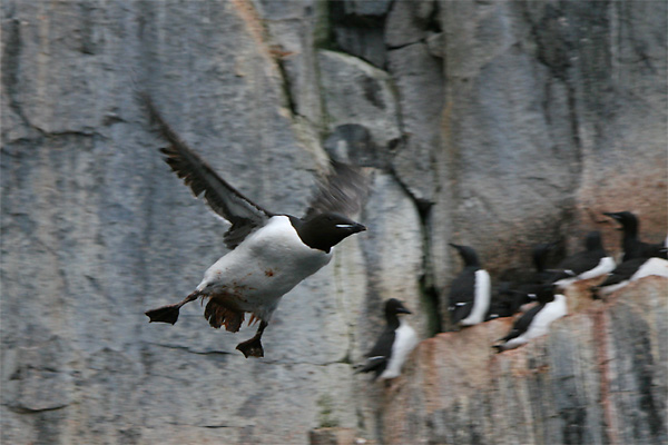 Brunnich's (Thick-billed) Guillemot, Alkefjellet