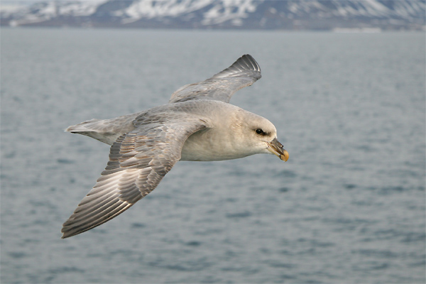 Fulmar soaring alongside boat, Ifsjorden
