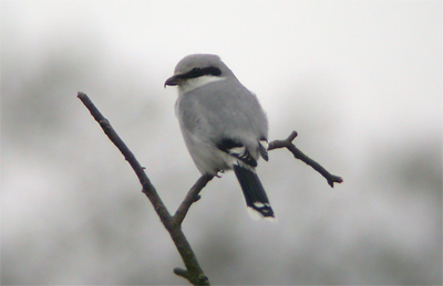 Great Grey Shrike
