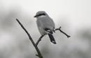 Great Grey Shrike