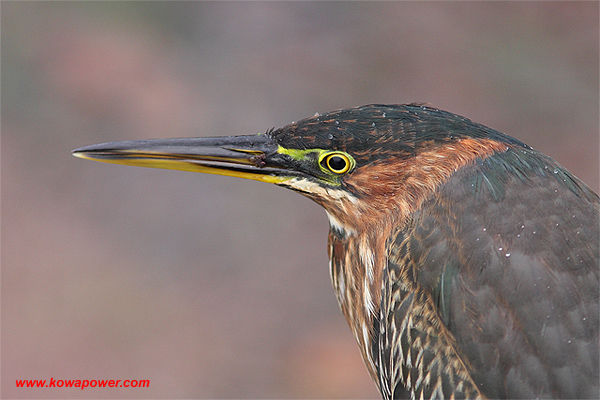 Green Heron