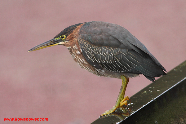 Green Heron