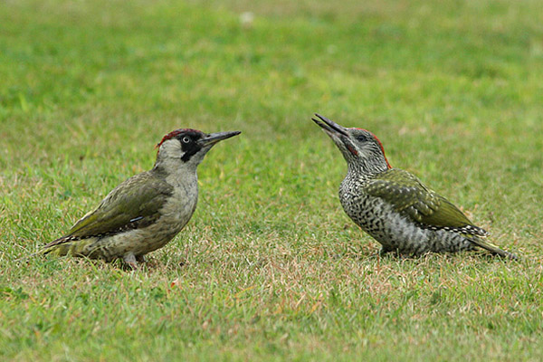 Green Woodpeckers
