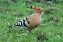 Hoopoe