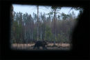 ...it's lovely down in the woods today but safer to stay at home...