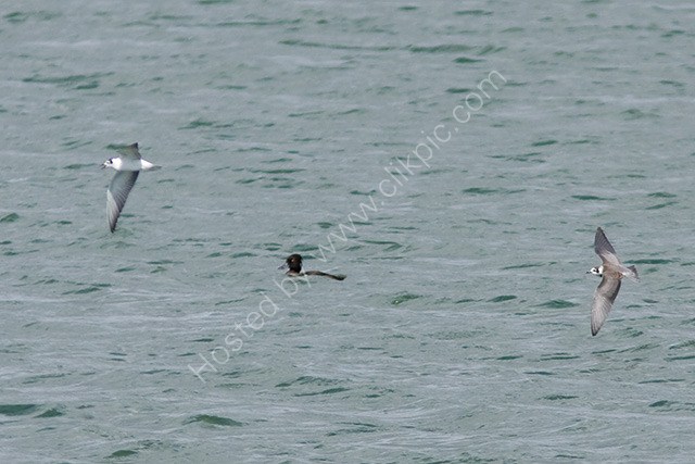 American Black Tern and White-winged Black Tern