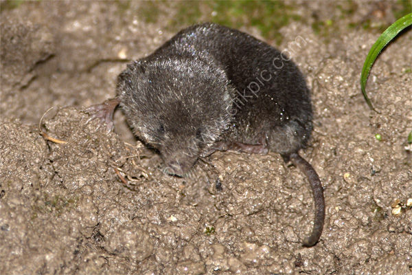 Water Shrew