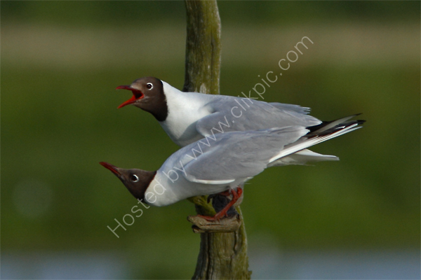 Black-headed Gull