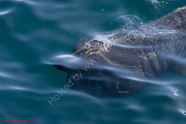Basking Shark