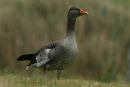 Greylag Goose
