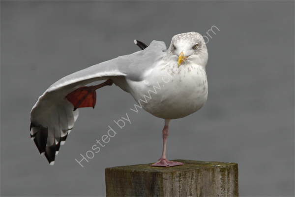 Herring Gull