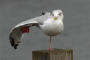 Herring Gull