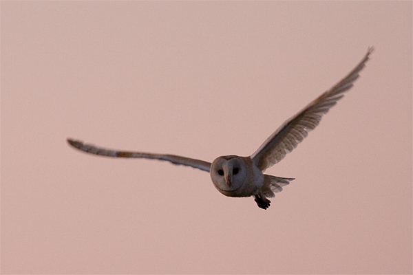 Barn Owl
