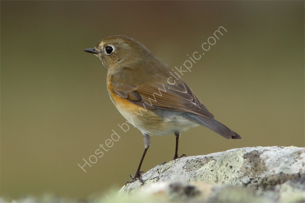 Red-flanked Bluetail